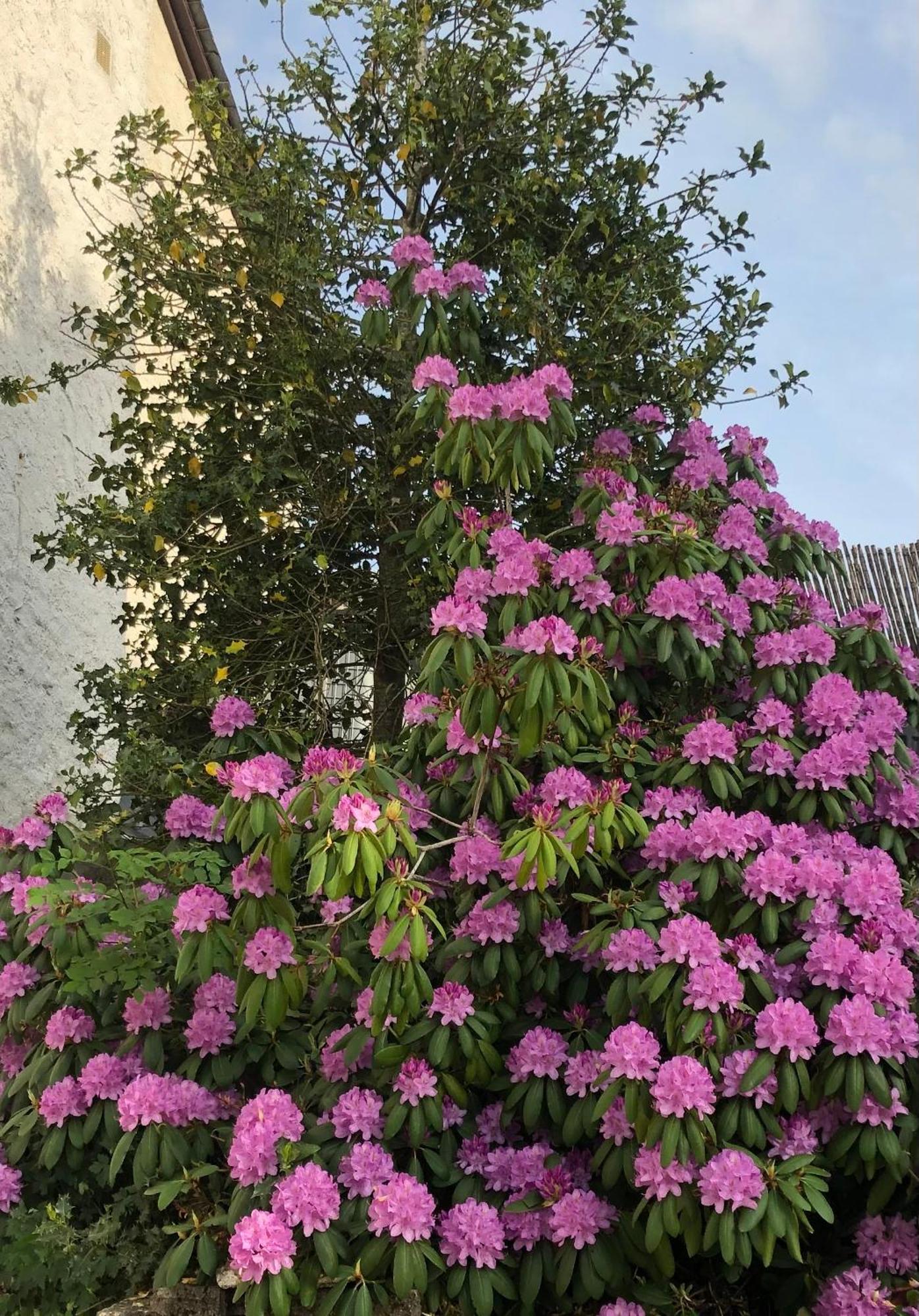 Logis Hotel Les Tilleuls Saint-Cirgues-de-Jordanne المظهر الخارجي الصورة